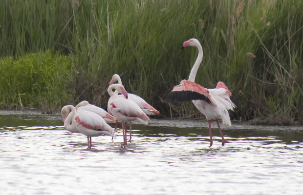 Lou Simbèu - camargue.fr