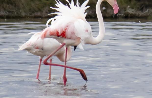 Lou Simbèu - camargue.fr