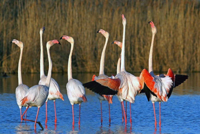 La maison du guide de Camargue - camargue.fr