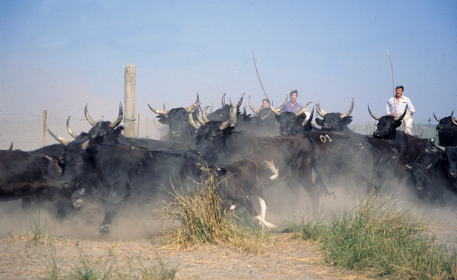 La maison du guide de Camargue - camargue.fr