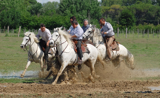 La maison du guide de Camargue - camargue.fr