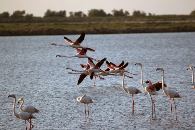 La maison du guide de Camargue - camargue.fr