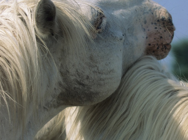 La maison du guide de Camargue - camargue.fr