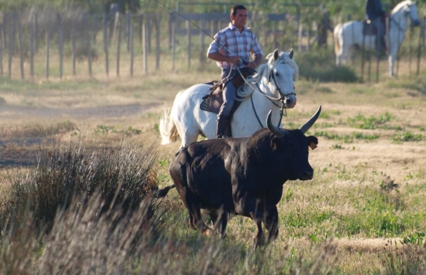 Mas De Pioch Manade Cavallini - camargue.fr