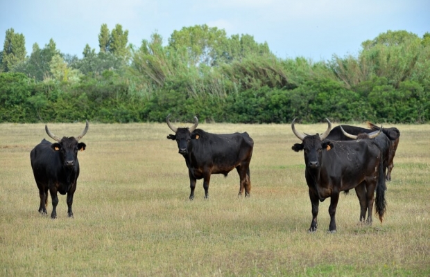 Mas De Pioch Manade Cavallini - camargue.fr