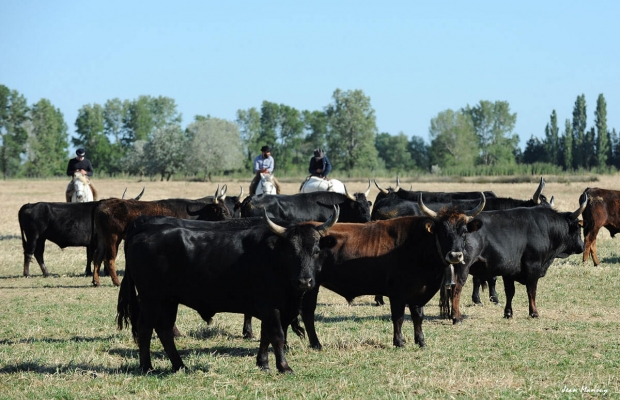 Mas De Pioch Manade Cavallini - camargue.fr