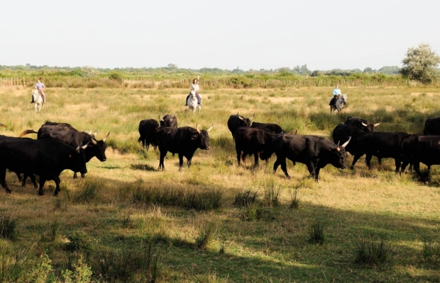 Mas De Pioch Manade Cavallini - camargue.fr