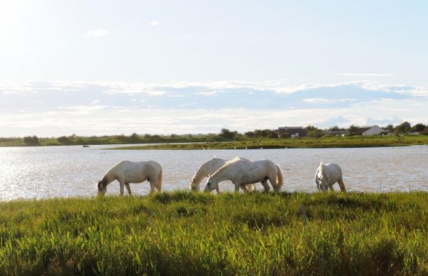 Mas De Pioch Manade Cavallini - camargue.fr