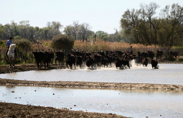 Manade des Baumelles - camargue.fr