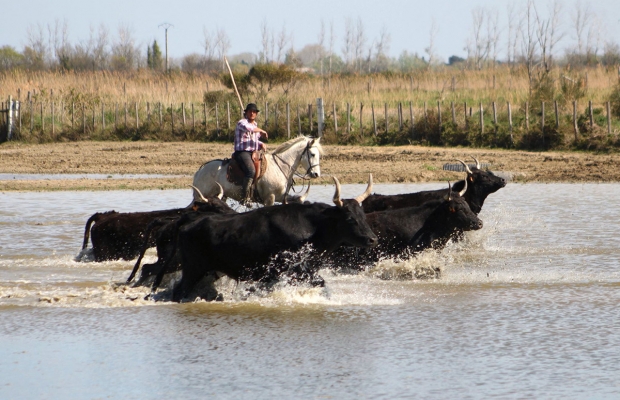 Manade des Baumelles - camargue.fr