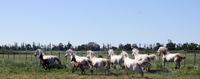 Manade Fernay - camargue.fr