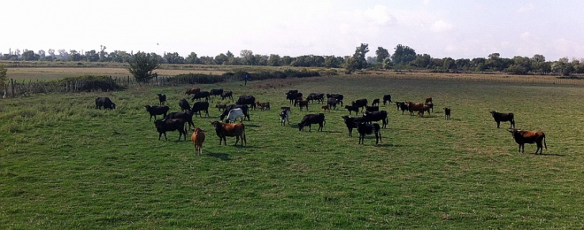 Manade Fernay - camargue.fr