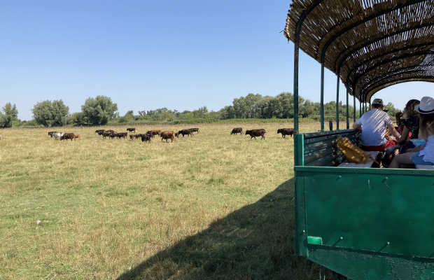 Manade Fernay - camargue.fr