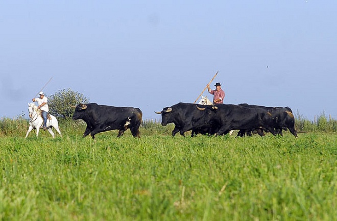 Manade Jalabert - Mas de la Chassagne - camargue.fr