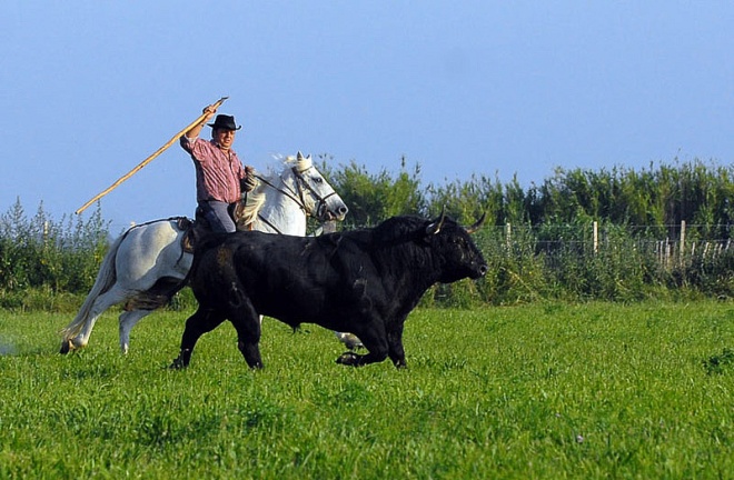 Manade Jalabert - Mas de la Chassagne - camargue.fr