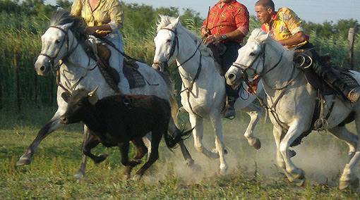 Manade de la Vidourlenque