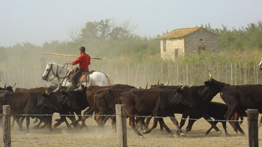 Manade de la Vidourlenque