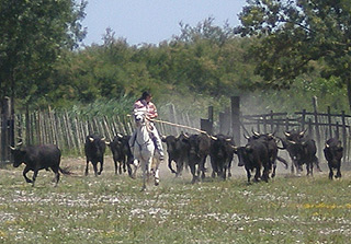 Manade de la Vidourlenque