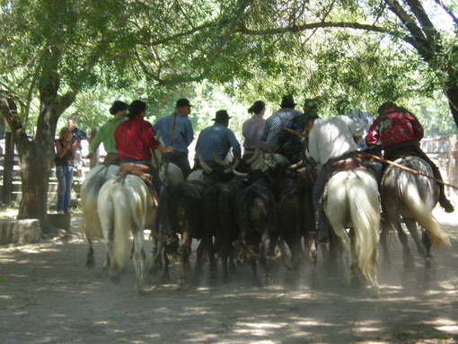 Manade de la Vidourlenque