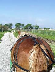 Manade de la Vidourlenque