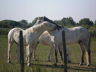 Manade de la Vidourlenque