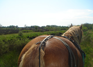 Manade de la Vidourlenque