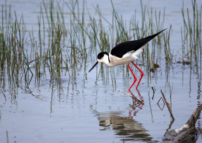 Les Marais du Vigueirat - camargue.fr