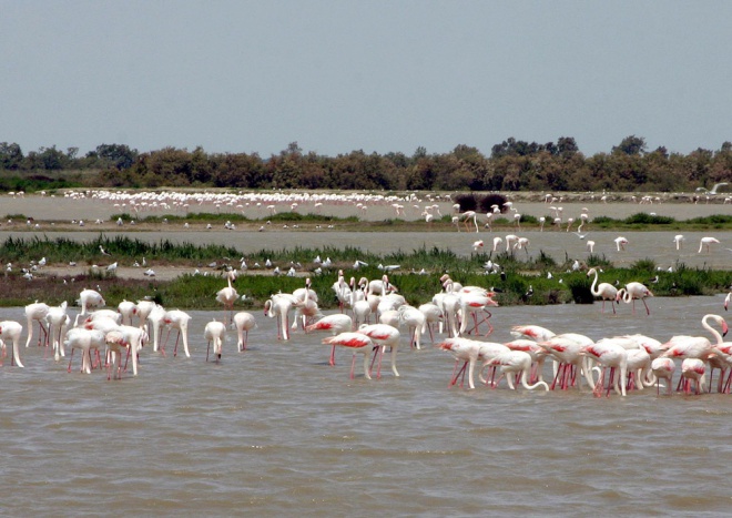 Les Marais du Vigueirat - camargue.fr