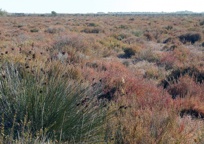 Les Marais du Vigueirat - camargue.fr