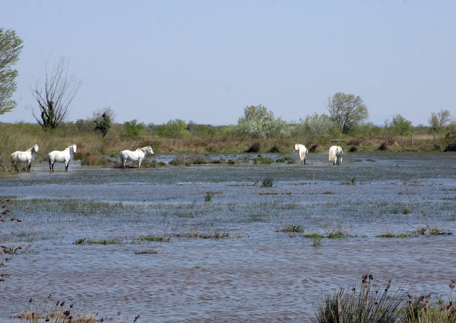 Les Marais du Vigueirat - camargue.fr