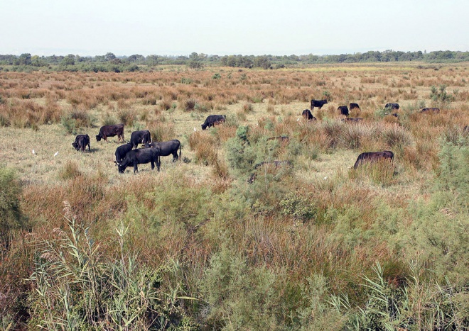 Les Marais du Vigueirat - camargue.fr