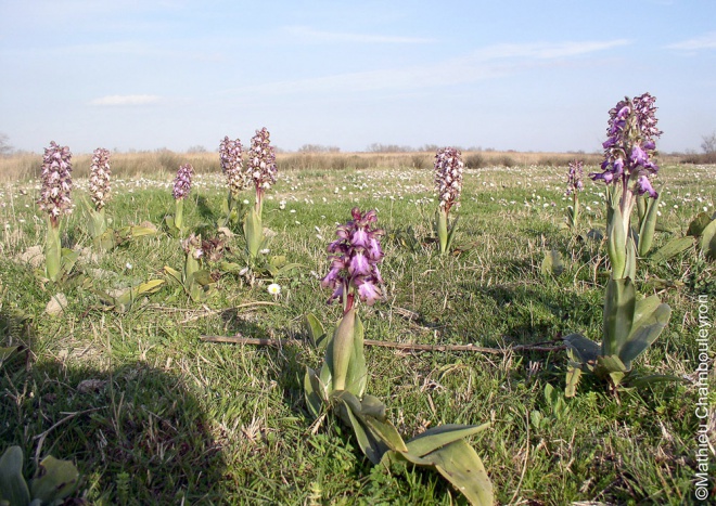 Les Marais du Vigueirat - camargue.fr