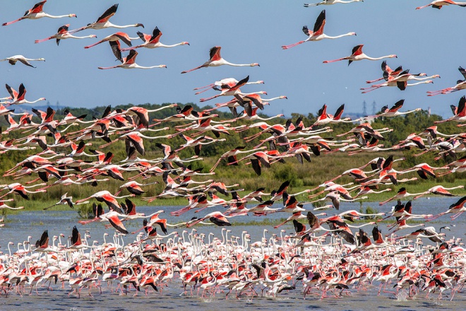 Les Marais du Vigueirat - camargue.fr