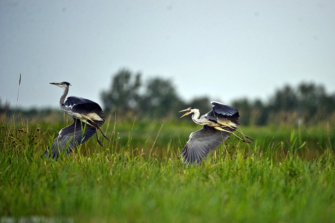 Les Marais du Vigueirat - camargue.fr