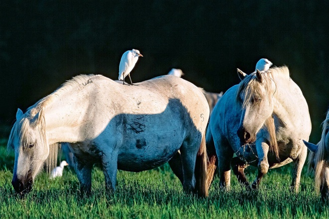 Les Marais du Vigueirat - camargue.fr