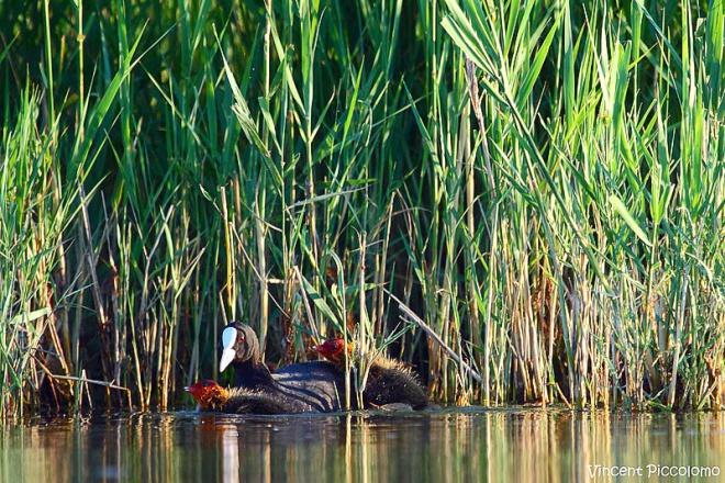 Les Marais du Vigueirat - camargue.fr