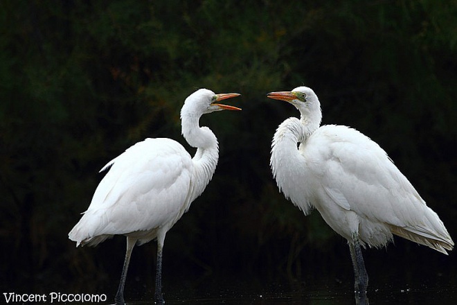 Les Marais du Vigueirat - camargue.fr