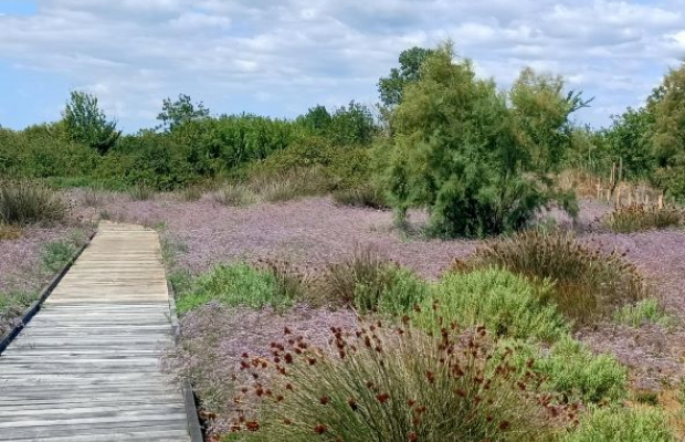 Les Marais du Vigueirat - camargue.fr