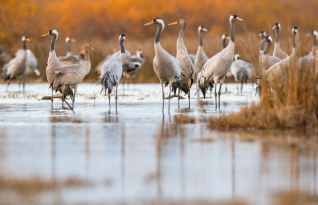 Les Marais du Vigueirat - camargue.fr