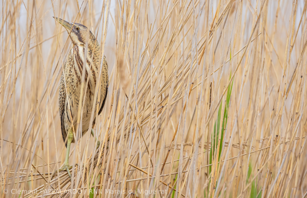 Les Marais du Vigueirat - camargue.fr