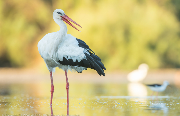 Les Marais du Vigueirat - camargue.fr