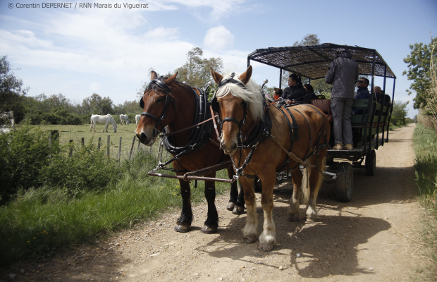 Les Marais du Vigueirat - camargue.fr