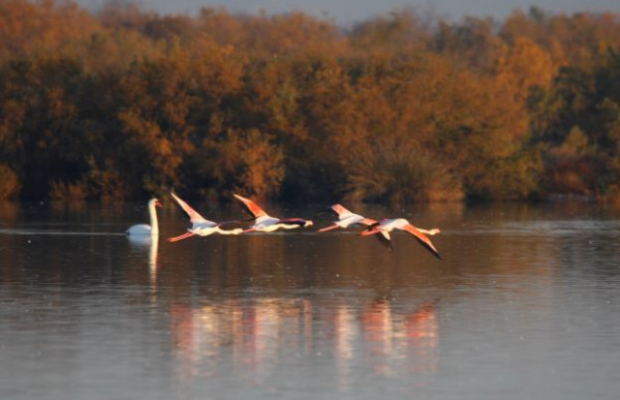 Les Marais du Vigueirat - camargue.fr