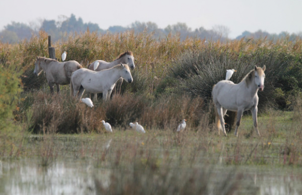 Les Marais du Vigueirat - camargue.fr