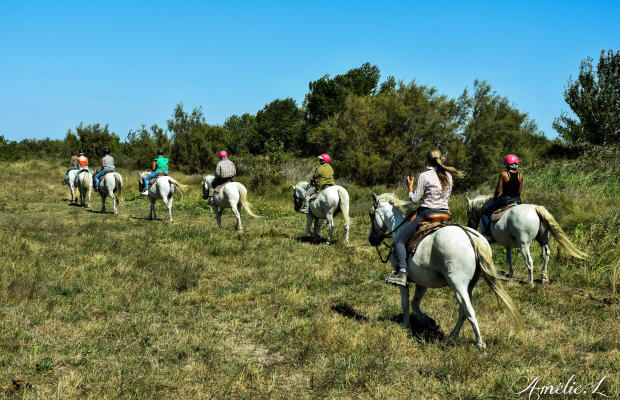 Les Marais du Vigueirat - camargue.fr