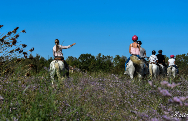 Les Marais du Vigueirat - camargue.fr