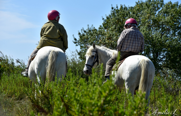 Les Marais du Vigueirat - camargue.fr