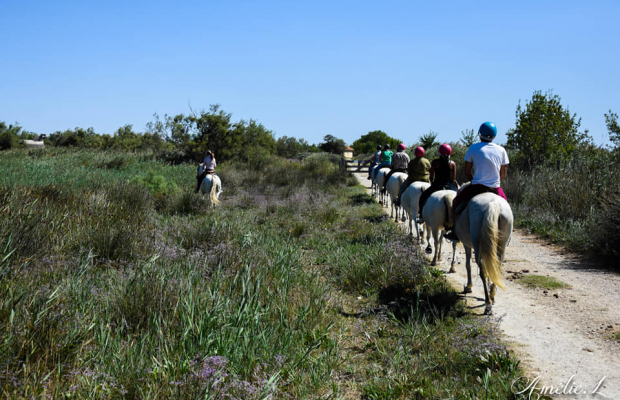 Les Marais du Vigueirat - camargue.fr