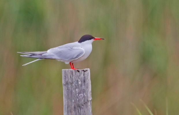 Mas Antonelle - camargue.fr