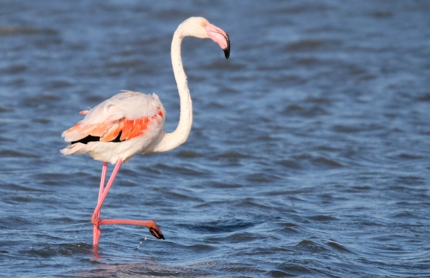 Mas Antonelle - camargue.fr